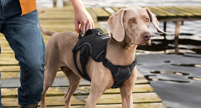 dog harness for dogs that don't need a leash