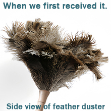 Feather Duster