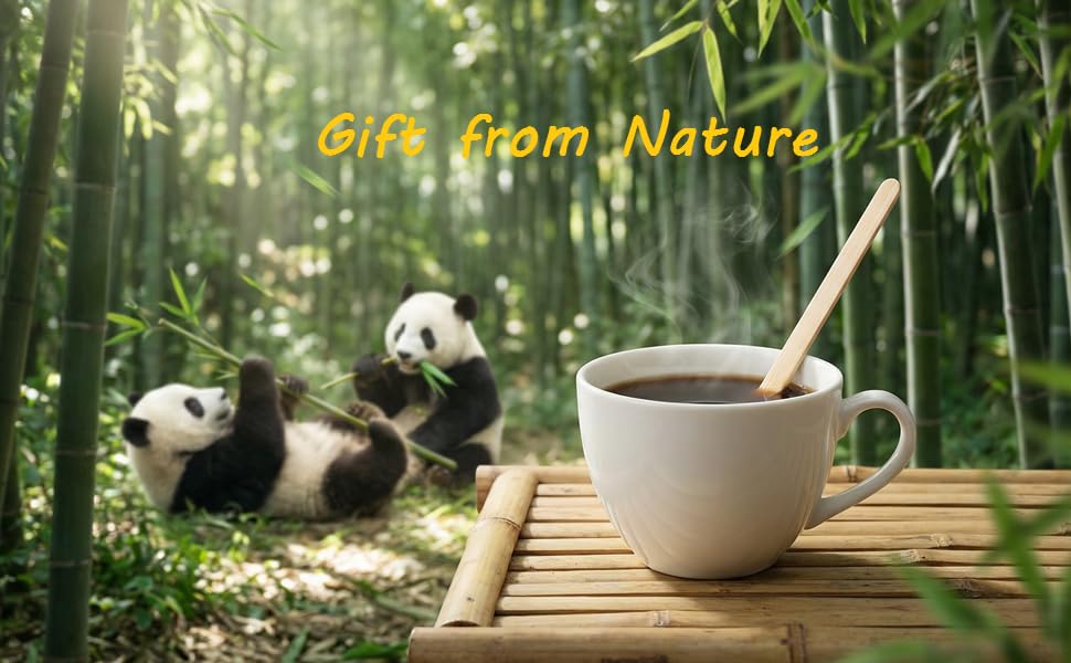 bamboo nature