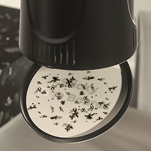 FLY TRAP