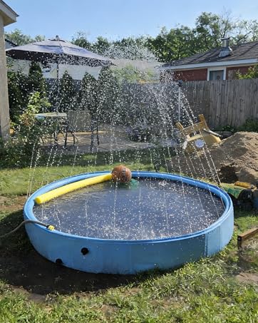 Dog Swimming Pool