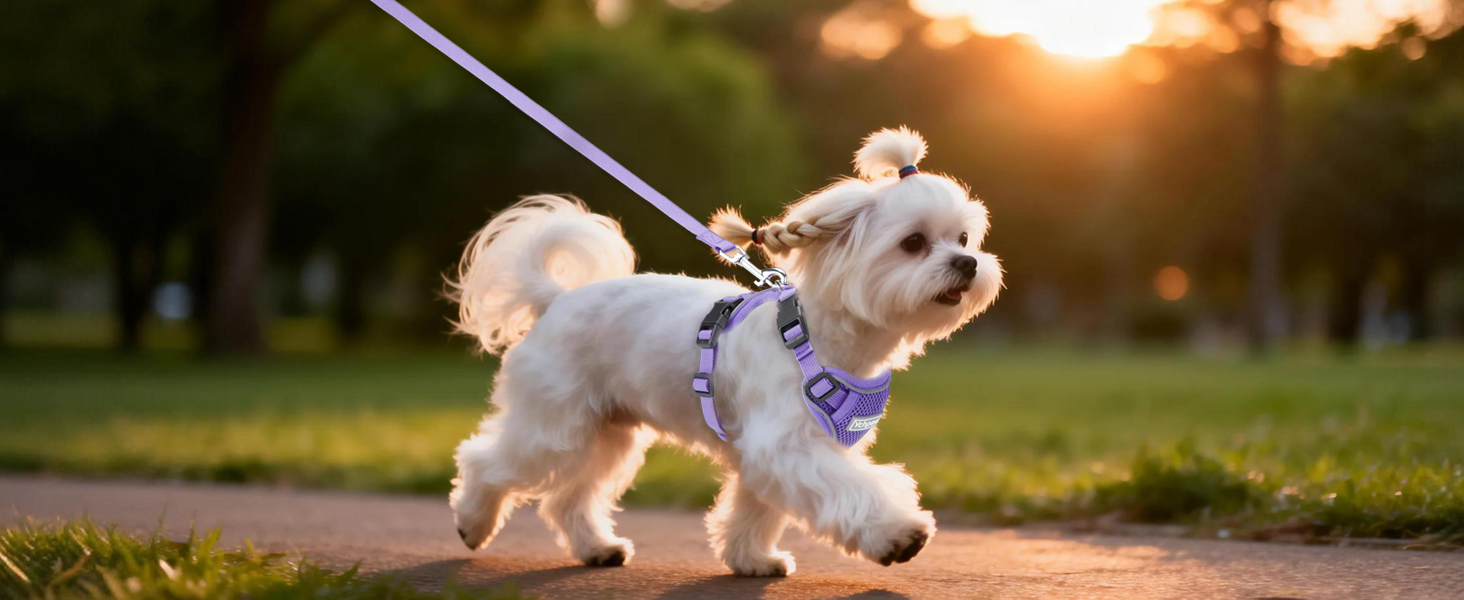 purple small dog harness