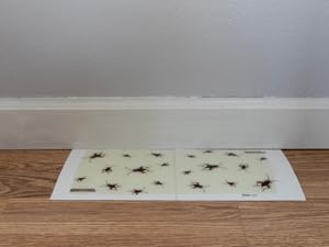 baseboard cricket xl glue board