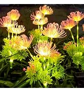 SmilingTown Solar Lights with Light-up Flowers and Stems Outdoor Pathway Decorative Lights Solar ...