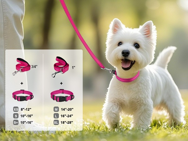 dog collar and leash set