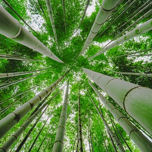 Bamboo Toothbrushes