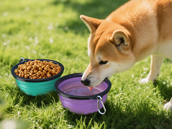 collapsible dog bowls
