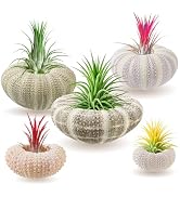 5 Pack Mini Sea Urchin Shell Air Plant Holders- 5 Styles Decorative Hanging Air Plant Pot, Tillan...