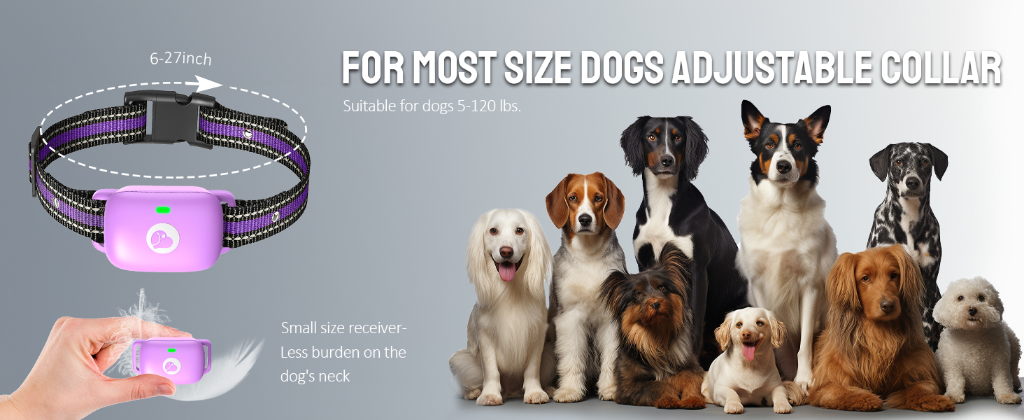 dog training collar