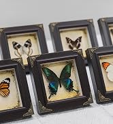 real butterfly frame