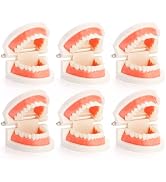 ZENFUN 6 Packs Dental Teeth Model, Dental Demonstration Model for Study, Standard Teeth Models, P...