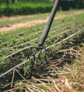 4-Tine Cultivator