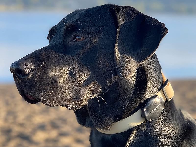 mounts airtag flush to your dogs collar