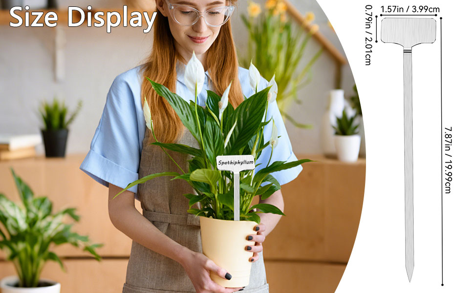 Size Display