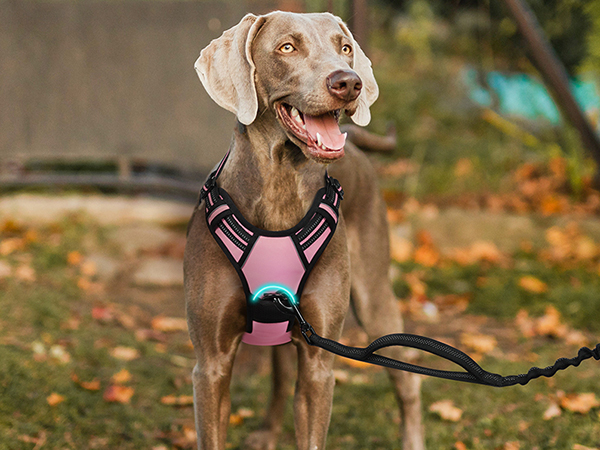 dog harness