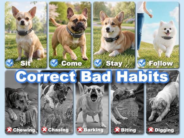 Small Shock Collar for Dogs