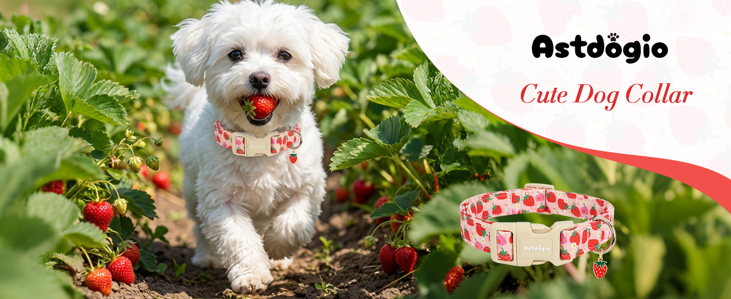 dog collar
