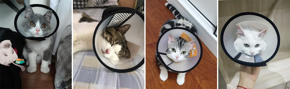 cat recovery cone & collar 7