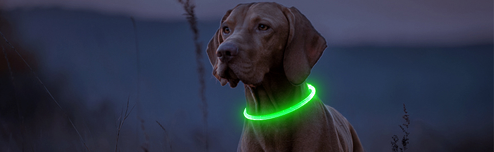 green lighted dog collars