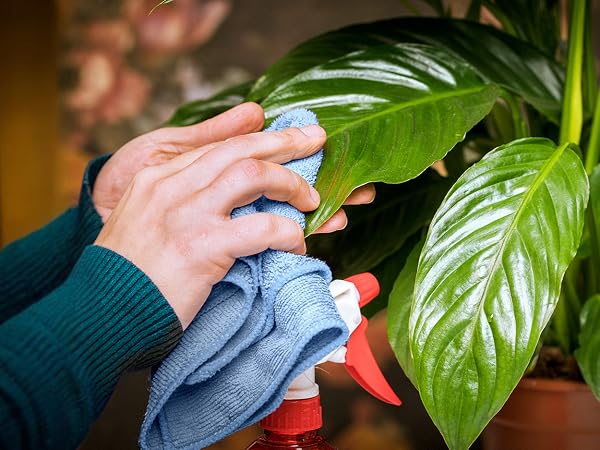 Plant Care & Dusting