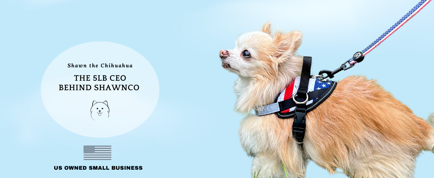 small dog wearing harness