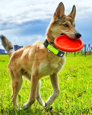MYIWB Neon Green Dog Collar – Dog Carrying Frisbee, High-Visibility.