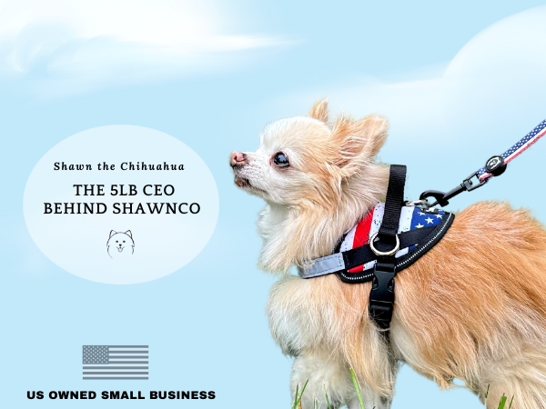 Small Dog Wearing Dog Harness