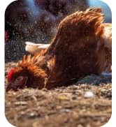 Reliant Pet Chicken Dust Bath - 7lbs, Made in USA Natural Dust Bath for Chickens - Ideal Chicken ...