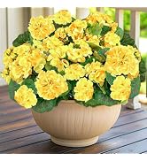 Artificial Geraniums Flowers for Outdoors Spring Decor, 4 Bundles UV Resistant Fake Geraniums Flo...