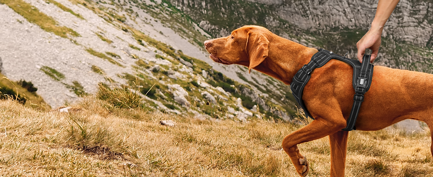 no pull dog harness