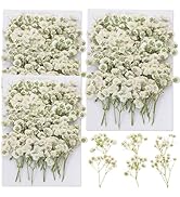 90Pcs Mini Dried Pressed Baby's Breath Flowers Bulk - Natural Flat Real White Gypsophila Baby Bre...