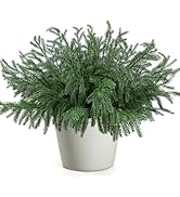 12 Pcs Christmas Norfolk Pine Branches, Artificial Pine Christmas Stems Real Touch Faux Greenery ...