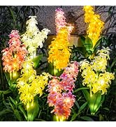 TONULAX Solar Garden Lights, Solar Hyacinth Flower Lights, Solar Lights for Outside, Solar Garden...