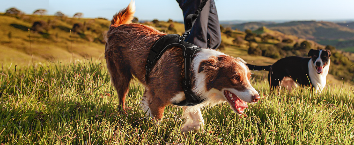 dog harness