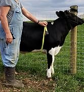 WIN TAPE Professional Cattle Weightband Weight & Height Tape Measure (Blue)
