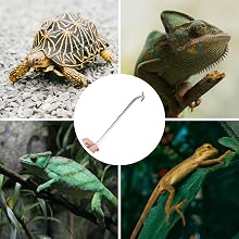 reptile feeding tongs for lizard snake fish leopard gecko bearded dragon axolotl turtle