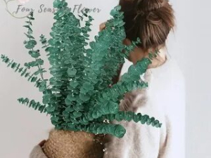 eucalyptus stems