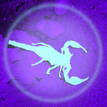 Detecting Insects in the Dark