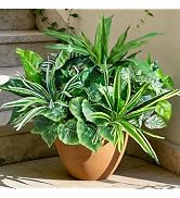 Artificial Plants for Outdoors Faux Greenery Leaves UV Resistant Realistic Plastic Large Bunches ...