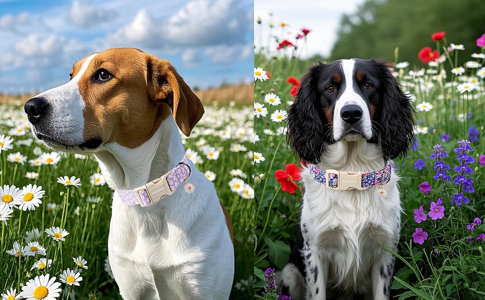 daisy pet collars for dogs,collar para perros,spring blossoms collar,female dog collar