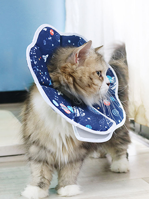 cat recovery collar 3