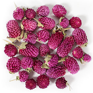 Gomphrena