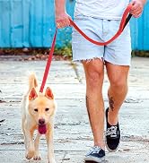 dog leash padded
