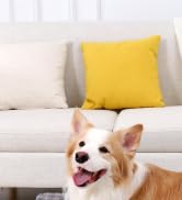 dog crate bed