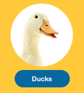 Ducks