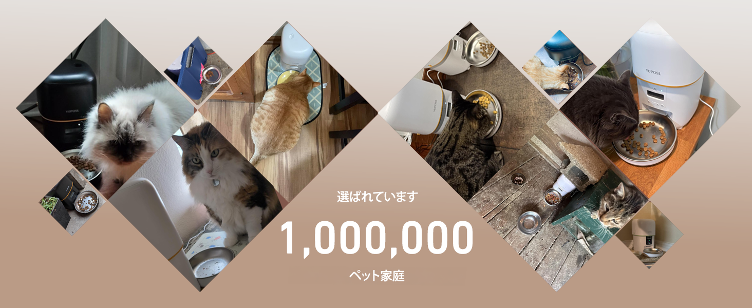 automatic cat feeder