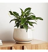 LE TAUCI Ceramic Planters, 8 Inch Plant Pot with Drainage Holes and Saucers, Stylish and Durable ...