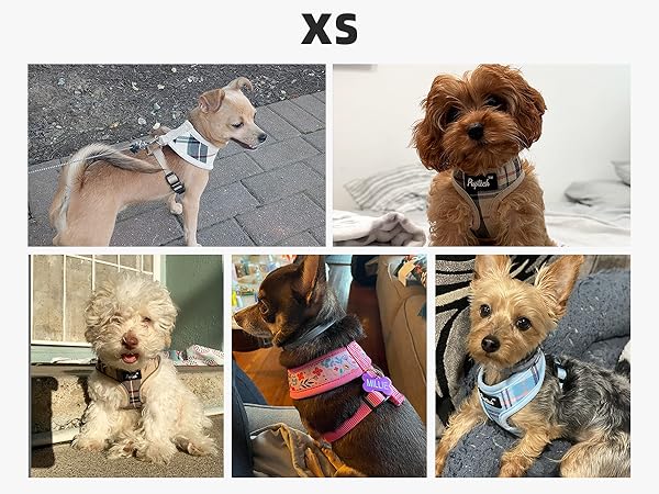 dog harness