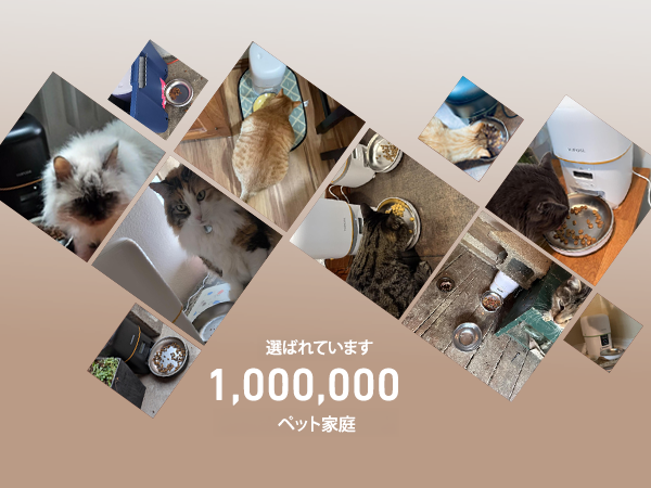 automatic cat feeder