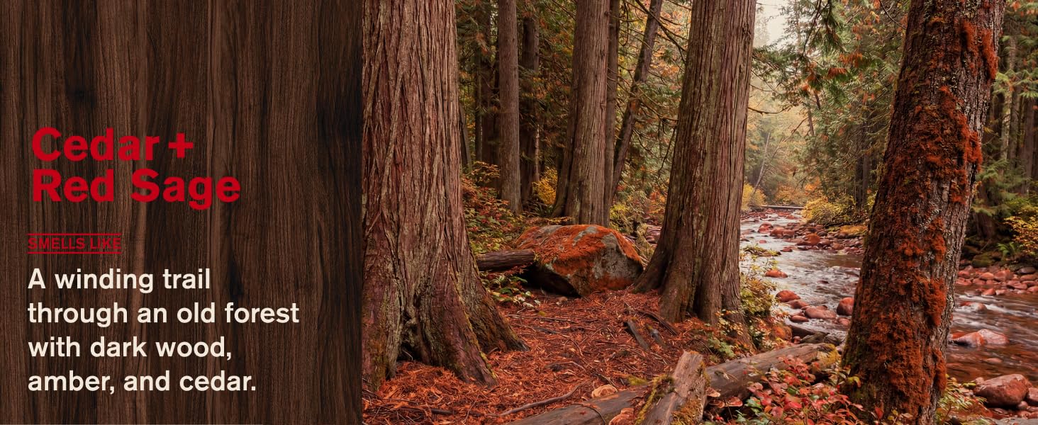 cedar